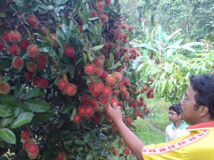 dsc01483 300x225 Buah kayu