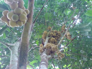 dsc01500 300x225 Buah kayu