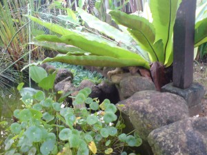 embun dihujung daun dsc02659 300x225 Senyum pagi