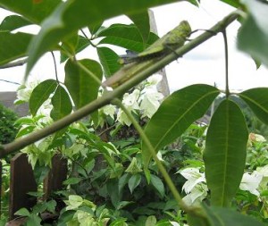 belalang 300x253 Pokok tenggek burung