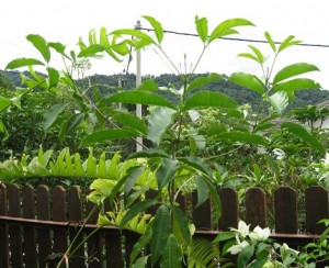pokok tenggek burung 300x244 Pokok tenggek burung