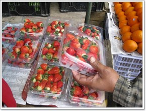 strawberry di cameron highland 289x220 Sesejuk embun yang menitis