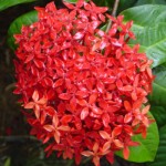 Bunga Ixora @ Siantan