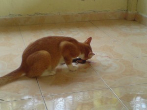 .Miko!!! makan ape?