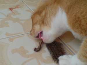 ehhh....ikan ada kaki?