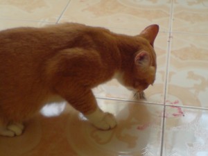 slurrppp...yummm..yummmm