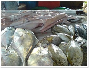 ikan segar di marang
