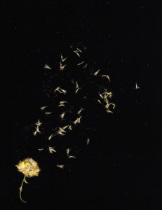200471274-001