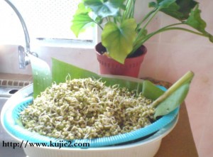 taugeh DIY