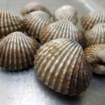 kerang 150x150 Rosak bawang ditimpa jambak