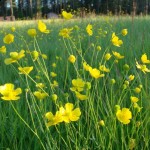 buttercup buttercup 150x150 Buttercup Regardless of whom you are