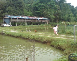 intan 314x250 Duta kambing