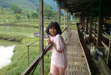 intan dan kambing