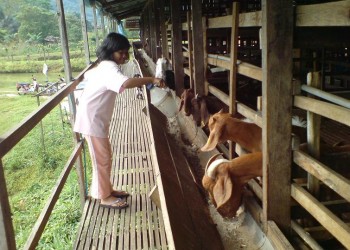 intan kambing intan kambing