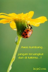 kumbang dan bunga kumbang dan bunga
