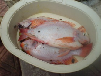 ikan talapia merah