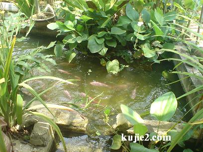 kolam ikan kolam ikan Brand Padang Besar