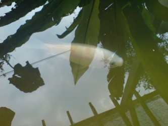 ikan talapia