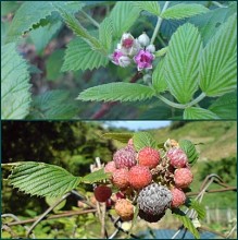 bunga dan buah blackberry 219x220 Melancong di bulan puasa?