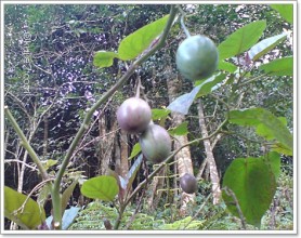 epal cameron highlands epal cameron highlands 278x220 Melancong di bulan puasa?