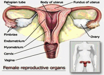 sistem reproduktif wanita 