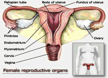 sistem reproduktif wanita sistem reproduktif wanita 346x250 Luka Lama Berdarah Kembali