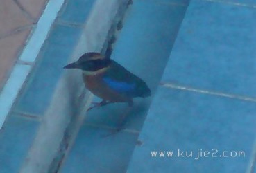 burung cedera