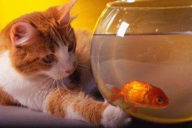 ikan dan kucing