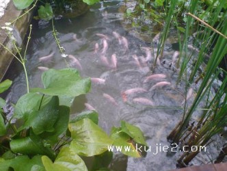 ikan renang di kolam