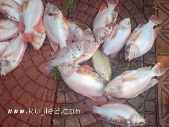 ikan talapia mati