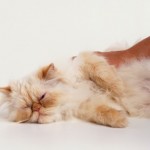 kucing comel kucing comel