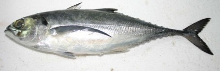 ikan cencaru