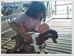 kambing