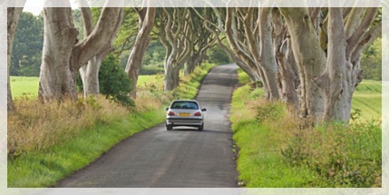 Small car driving along a tree-lined road