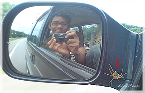spiderman Janganlah Merajuk...Bukanku Tak Sayang!