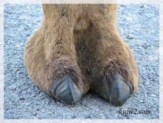 camel_toe camel toe 332x250 Makcik Pun Nak Tunjuk Camel Toe?