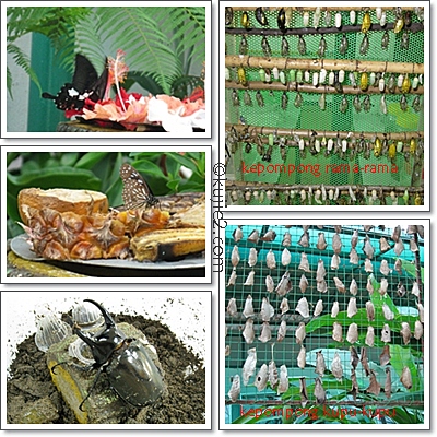 Biodiversity Pusat Sains Negara Rock Music Di Pusat Sains Negara 