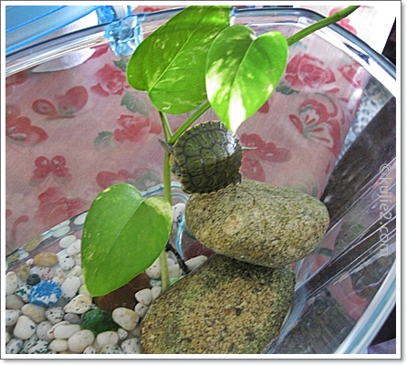 mengangkang tengah hari mengangkang tengah hari Mengangkang
