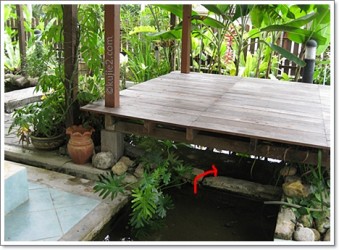 kura kura dalam kolam kura kura dalam kolam 339x250 Hilang Lagi