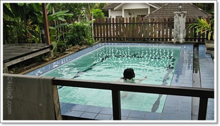 mandi kolam 435x250 Deman Kura Kura