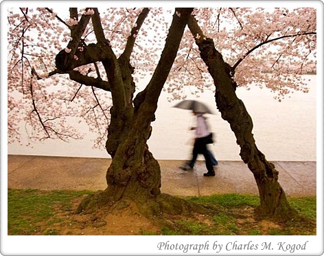 cherry blossom dc1 Indah Yang Tak Dapat Dimiliki