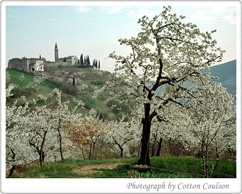 cherry blossom italy Indah Yang Tak Dapat Dimiliki
