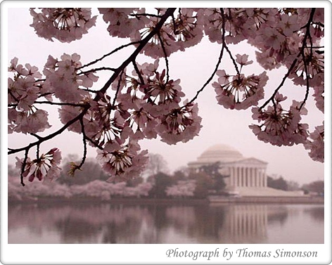 cherry blossom Indah Yang Tak Dapat Dimiliki