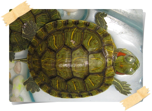 tortoise red eared Wanted : Finding Nemo