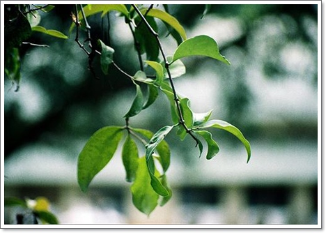 pokok dedalu Wordless Wednesday   Dedalu