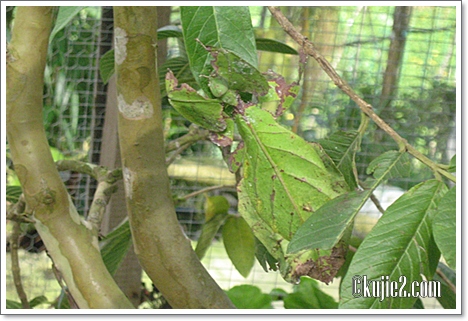 teliti teliti #Wordless Wednesday : Mana Kau Nak Sorok?
