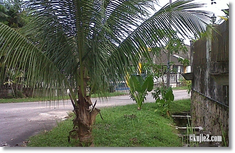 pokok kelapa depam rumah pokok kelapa depam rumah Bukan Susah Pun Nak Tanam