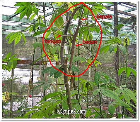 stick insect1 #Wordless Wednesday   Edisi Rabun