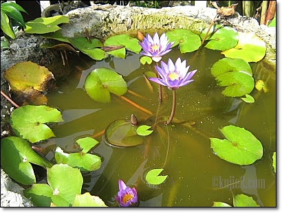 teratai waterlily Seroja Bukan Teratai
