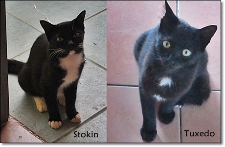 kucing kucing Stokin Dan Tuxedo